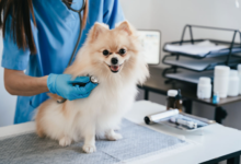 4 Signs Your Dog Needs Immediate Animal Hospital Attention