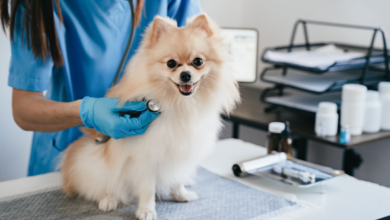 4 Signs Your Dog Needs Immediate Animal Hospital Attention