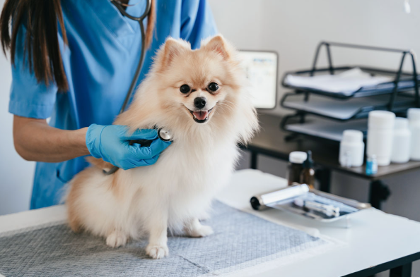 4 Signs Your Dog Needs Immediate Animal Hospital Attention