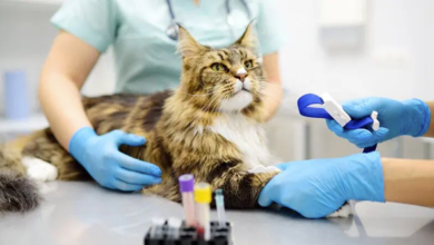 Why Veterinary Hospitals Are Essential For Chronic Condition Management