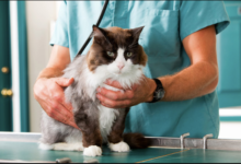 Why Animal Clinics Are Vital In Urban Communities