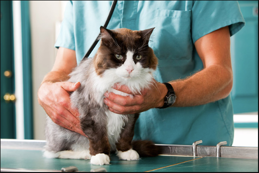 Why Animal Clinics Are Vital In Urban Communities