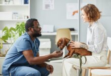 4 Signs Your Dog Needs Immediate Animal Hospital Attention
