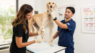 The Role Of Veterinary Hospitals In Managing Skin And Allergy Issues