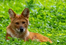 zenith contact phone number