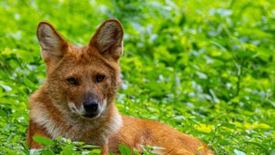 zenith contact phone number