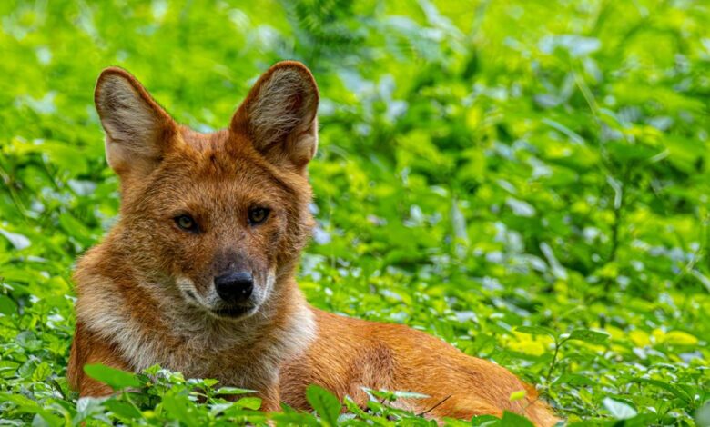 zenith contact phone number