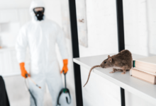 How Chelmsford Businesses Overcome Pest Problems with Pest Control?