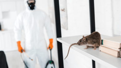 How Chelmsford Businesses Overcome Pest Problems with Pest Control?