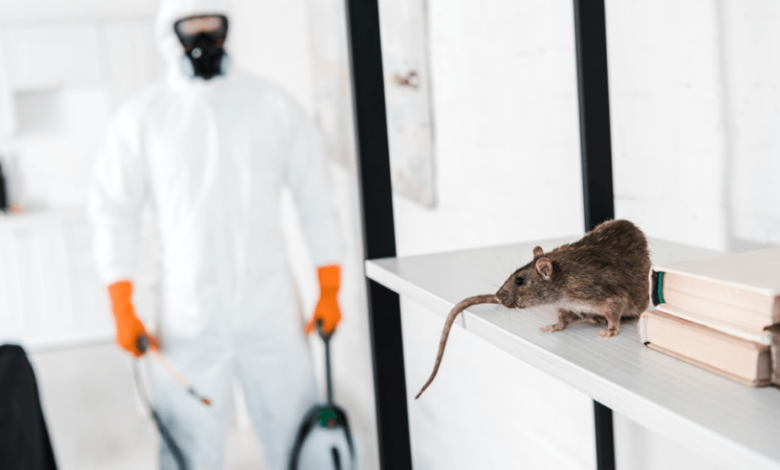 How Chelmsford Businesses Overcome Pest Problems with Pest Control?