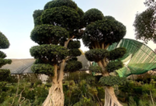 Creating a Striking Landscape Focal Point With an Aerial Roots Ficus Bonsai