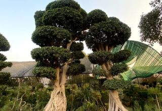 Creating a Striking Landscape Focal Point With an Aerial Roots Ficus Bonsai