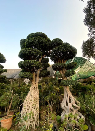 Creating a Striking Landscape Focal Point With an Aerial Roots Ficus Bonsai